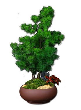 蓬莱松盆栽室内花卉植物摆件造景