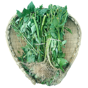 鬼针草新鲜四川深山中草药材四方枝三叶一包针儿童洗澡降茶压泡茶