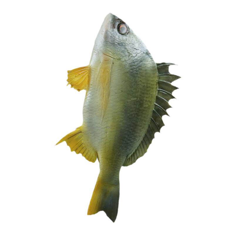 仿真黄鳍鲷黄翅鱼模型道具假海鲜