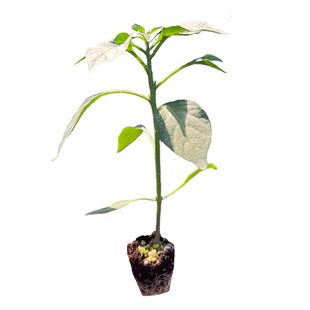 【螺丝椒苗】香辣螺丝椒苗高产陇椒青椒小尖椒阳台庭院种植蔬菜