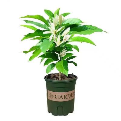 白兰花室外庭院四季开花