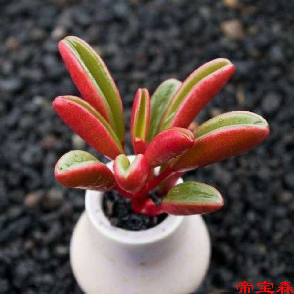 速发多肉红背椒草肉肉贵货多肉植物组合盆栽花卉绿植新品斧叶椒草
