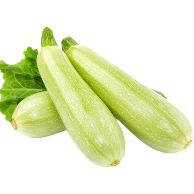 四季早熟西葫芦种子高发芽率