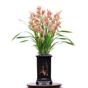 翁源兰花苗四季建兰台北仙子带花大浓香好易养室内除甲醛花卉盆栽