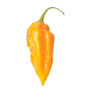 印度魔鬼椒种子苗正宗辣椒种籽孑超辣红黄四季灯笼籽蔬菜秧苗菜苗