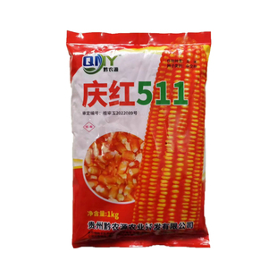 广西广东夏播秋播硬粒长棒玉米种子庆红511矮杆籽粒硬粒型