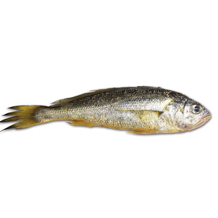 【闹妈】[热气]舟山野生粗鳞小黄鱼1斤6-7条款  按斤卖