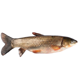 草鱼鱼苗淡水养殖活体皖鱼苗小鱼苗10厘米半斤大苗活体饲料大草鱼