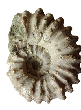 天然海洋生物羊角螺化石原石标本