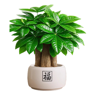 发财树小盆栽客厅招财旺宅真树玄关盆景办公室内桌面绿植物四季大