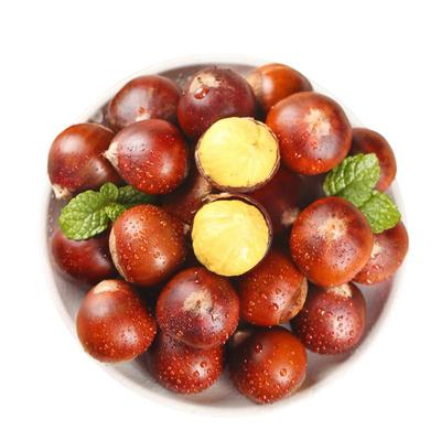 建瓯锥栗现摘新货农家现摘2025年