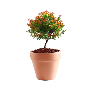 小叶赤楠盆栽老桩盆景四季常青办公室内茶几苔藓植物好养桌面绿植