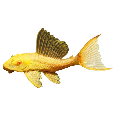 黄金红眼女王清道夫大帆女皇活体大型小型垃圾异型鱼缸热带观赏鱼