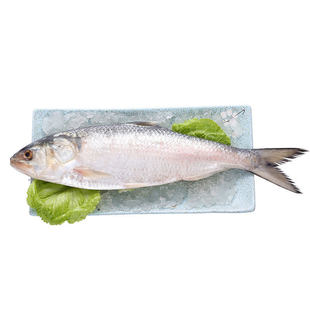 3斤鲥鱼超大1-5斤/条三黎鱼冰鲜三泥鱼海捕海时鱼冻品酒店同款
