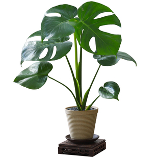 龟背竹盆栽好养绿植客厅办公室内书房观叶植物高级感盆景净化空气