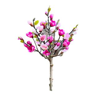 矮化玉兰花树苗带花苞盆栽南方北方种植庭院地栽四季花卉耐寒植物