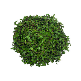 庭院阳台室内绿色植物盆栽千叶兰盆栽千叶吊兰吸甲醛净化空气包邮