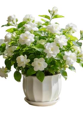 精品茉莉花盆栽浓香带花苞四季开