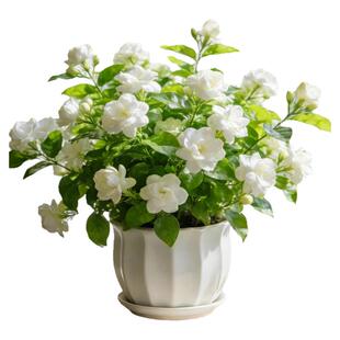 茉莉花盆栽老桩鲜花四季树苗开花客厅室内花卉绿植物好养易活花苗