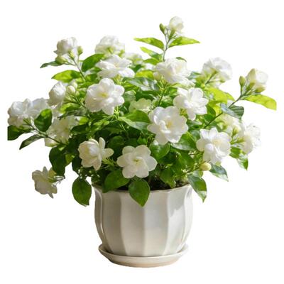 精品茉莉花盆栽浓香带花苞四季开