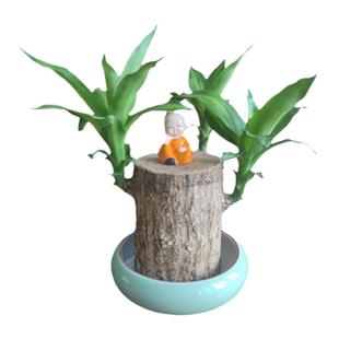 真巴西木水培特大超大号10粗老桩树开花植物土培幸运木带芽卧室内