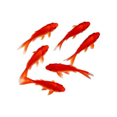 精品草金鱼活体观赏鱼淡水冷水鱼小型鱼苗红鲫鱼新手好养耐活闯缸