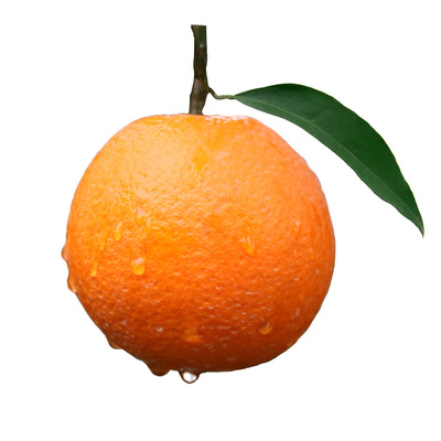 重庆奉节脐橙带叶现摘