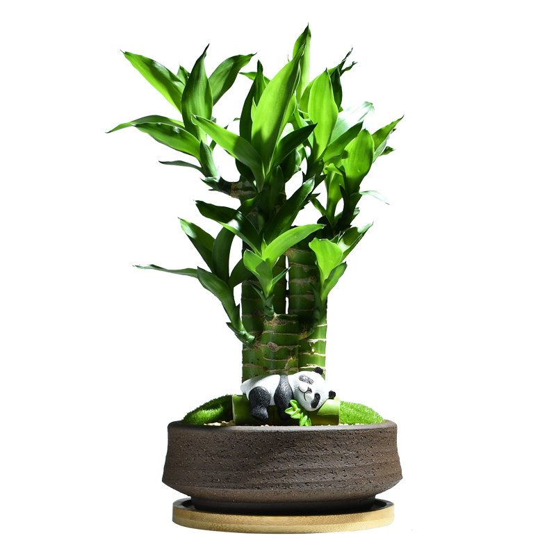 富贵竹室内盆栽步步高桌面植物节节高客厅好养花卉文昌竹绿植盆景
