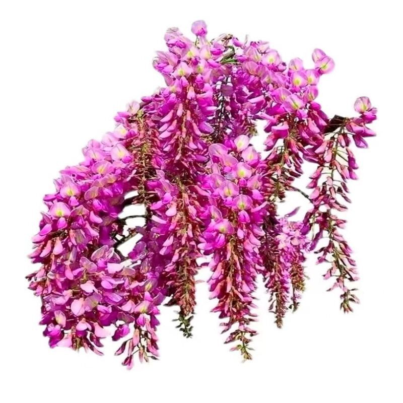 爬藤植物紫藤树庭院四季开花别墅