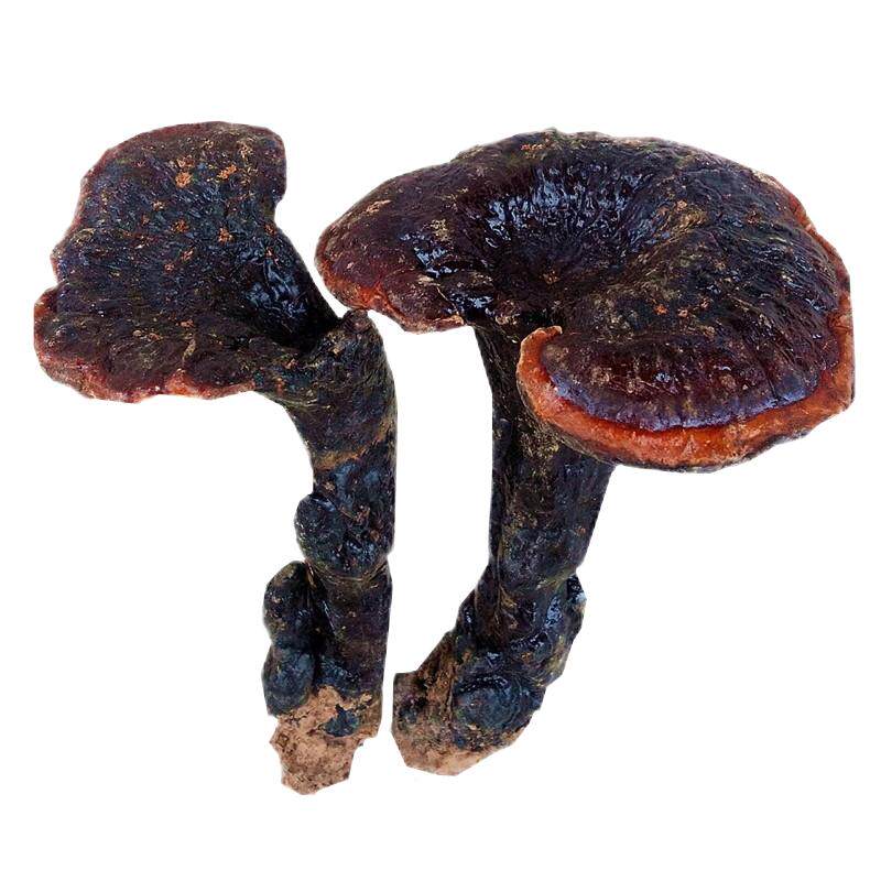灵芝吐蕃御方西藏整野赤芝可切片