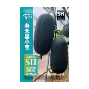 黑小宝冬瓜种籽东瓜苗种子南方黑皮冬瓜盆栽四季蔬菜孑大全苗秧苗