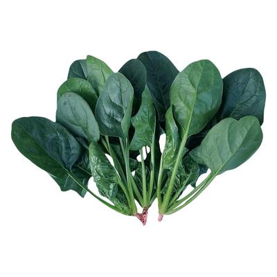 【越冬品种】肉厚耐冻!菠菜种子