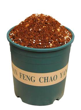 发财树专用土长的就是茂盛