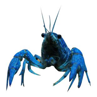 佛蓝鳌虾冷水观赏宠物虾佛兰熬虾佛罗里达蓝橙白敖虾活体