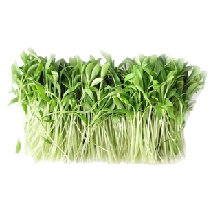 【沁蕊】新鲜香菜苗 1盒苗菜 西餐摆盘装饰