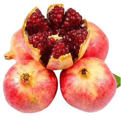 石榴耐寒耐旱盆栽地栽无籽甜石榴