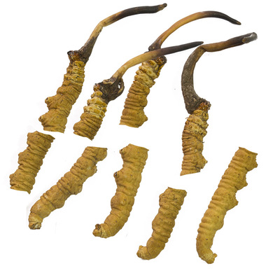 藏家收购真品西藏那曲虫草大断草