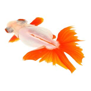 包活冷水观赏鱼宠物淡水金鱼活体精品金元宝长尾鎏金珍珠鱼易养活