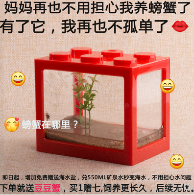 迷你蟹不喂食不换水吃土螃蟹观赏饲养桌面微景活体宠物豆豆蟹中号