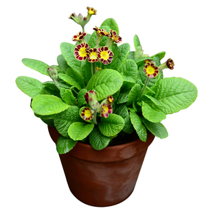 安徽羽叶报春四季樱草陕西阳台盆栽耐寒常绿草本花卉好养花园鳗苗