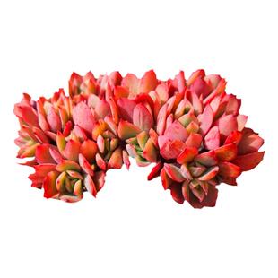 满额包邮/多肉植物【绮罗缀化】带塑料盆栽好/阳台庭院盆景