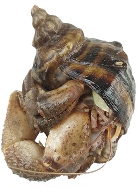 大连海鲜特产中号带壳虾怪顺风