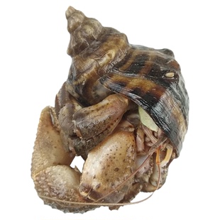 大连海鲜海货特产鲜活网红活体食用新鲜椰子蟹超大寄居蟹海怪虾怪