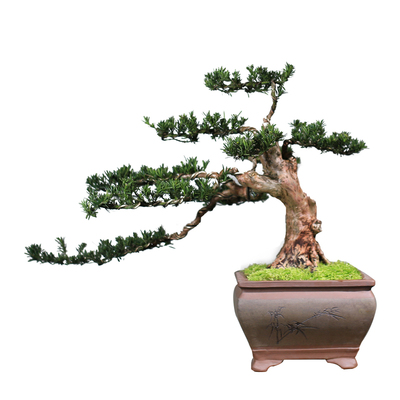 老桩罗汉松庭院客厅一物一拍盆景