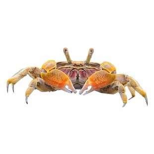 小螃蟹观赏蟹宠物螃蟹淡水鱼缸除藻爬宠吃粪便清洁工具深水观赏蟹