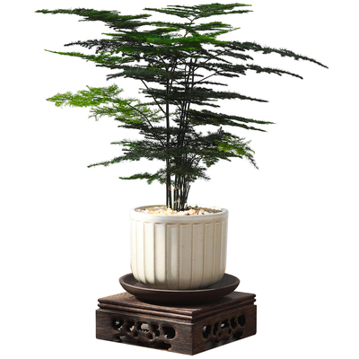 文竹盆栽植物室内客厅绿植好养活