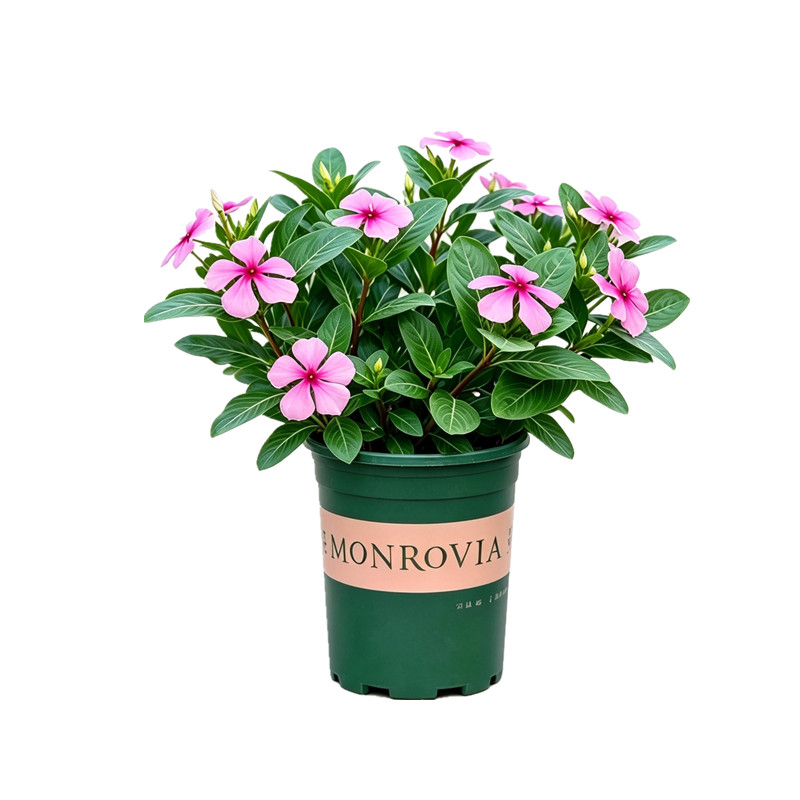 长春花盆栽带花苞室内阳台绿植室外开花植物四季花卉梅花老桩花苗