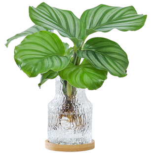 青苹果竹芋盆栽懒人水培植物办公室客厅室内桌面好养四季好养绿植
