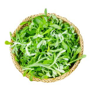 鼠曲草直发新鲜现摘头茬野生清明菜清明草佛耳草绒毛草鼠麴田