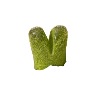 冰风铃肉锥多肉植物番杏冬型种冰碴花卉绿植室内盆栽阳台四季好养